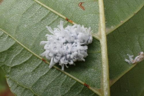 Réf. 186 987 : Eriocampa ovata